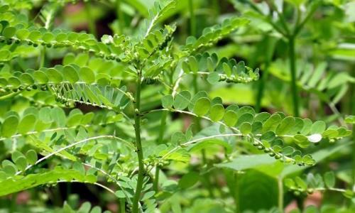 Dùng cây chó đẻ có phá thai được không