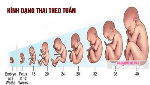 Hình dạng cân nặng thai nhi theo tuần tuổi Hình dạng cân nặng thai nhi theo tuần tuổi