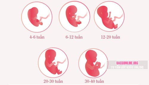 Quá trình phát triển của thai nhi theo tuần tuổi Quá trình phát triển của thai nhi theo tuần tuổi