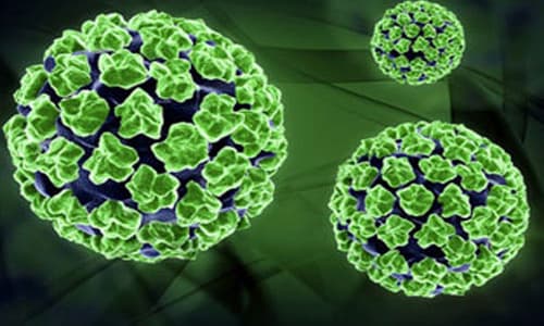 Virus sùi mào gà sống được bao lâu