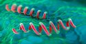 Xét nghiệm treponema pallidum là gì? 