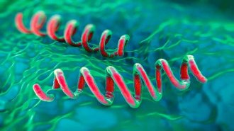Xét nghiệm treponema pallidum là gì? 