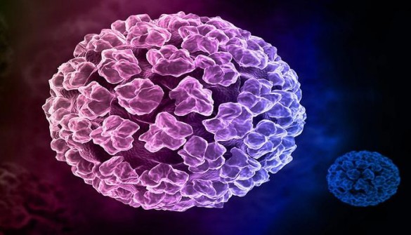Giải đáp: virus sùi mào gà sống được bao lâu?